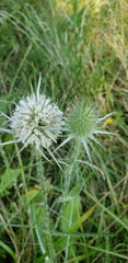 Dipsacus laciniatus