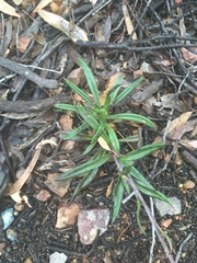 Coronidium oxylepis lanatum