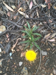 Coronidium oxylepis lanatum