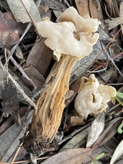 Helvella crispa