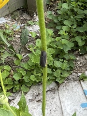 Paraulacizes irrorata