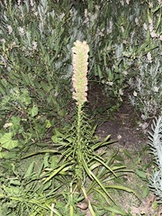 Liatris spicata