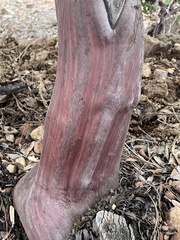 Arctostaphylos pungens