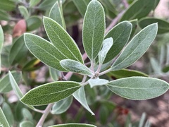 Arctostaphylos pungens