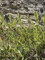 Salix lasiolepis