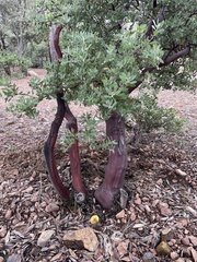 Arctostaphylos pungens