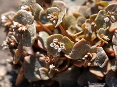 Claytonia rubra