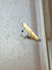 Caloptilia populetorum