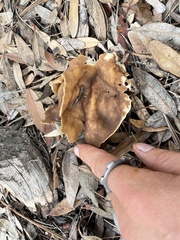 Helvella acetabulum