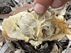 Helvella acetabulum