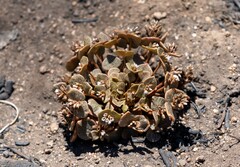 Claytonia rubra