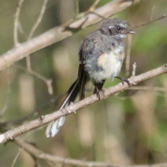 Rhipidura albiscapa