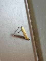 Caloptilia populetorum