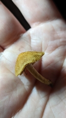 Cyptotrama chrysopepla