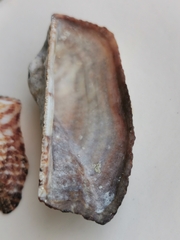 Arca noae
