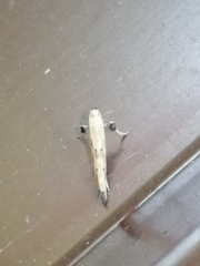 Caloptilia populetorum