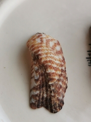 Arca noae