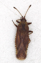 Tingidae