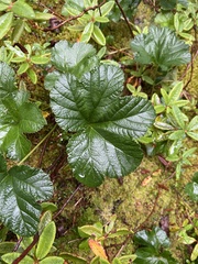 Rubus chamaemorus