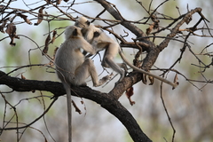 Semnopithecus entellus