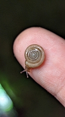 Polygyra cereolus