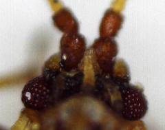 Tingidae