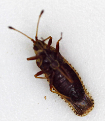 Tingidae