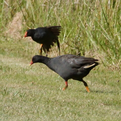 Gallinula tenebrosa