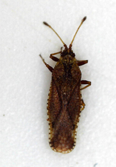 Tingidae