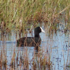 Fulica atra