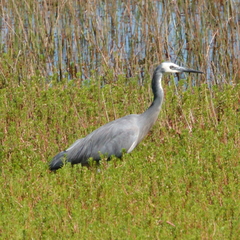 Egretta novaehollandiae