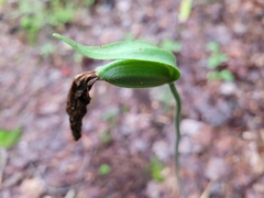Cypripedium acaule