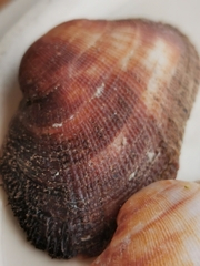 Barbatia barbata