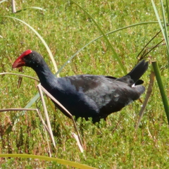 Porphyrio melanotus