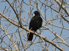 Corvus brachyrhynchos