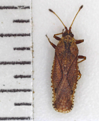 Tingidae