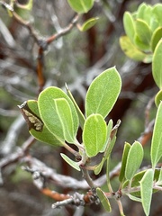 Arctostaphylos pungens