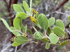 Arctostaphylos pungens