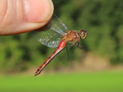 Sympetrum rubicundulum