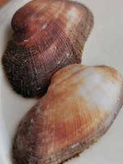 Barbatia barbata