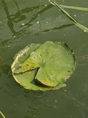 Nymphaea