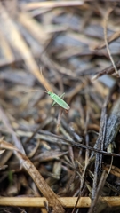 Trigonotylus caelestialium
