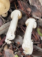 Limacella