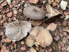 Entolomataceae