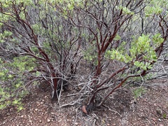 Arctostaphylos pungens