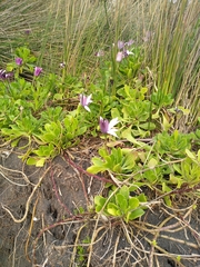 Dimorphotheca