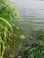 Nymphaea