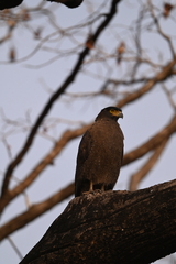 Spilornis cheela