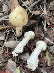 Limacella