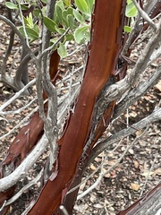 Arctostaphylos pungens